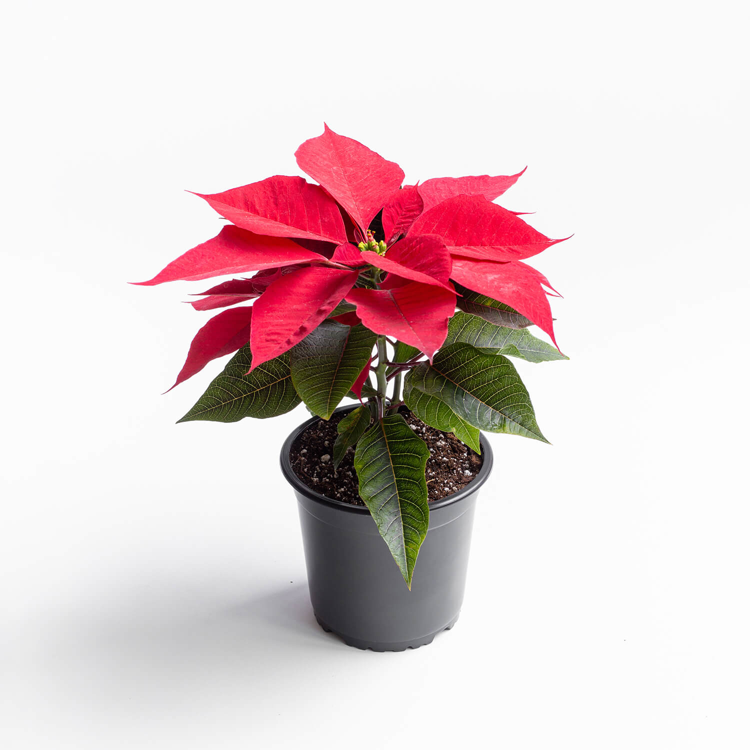 Poinsettia (Corona del Inca – Flor de Pascua)