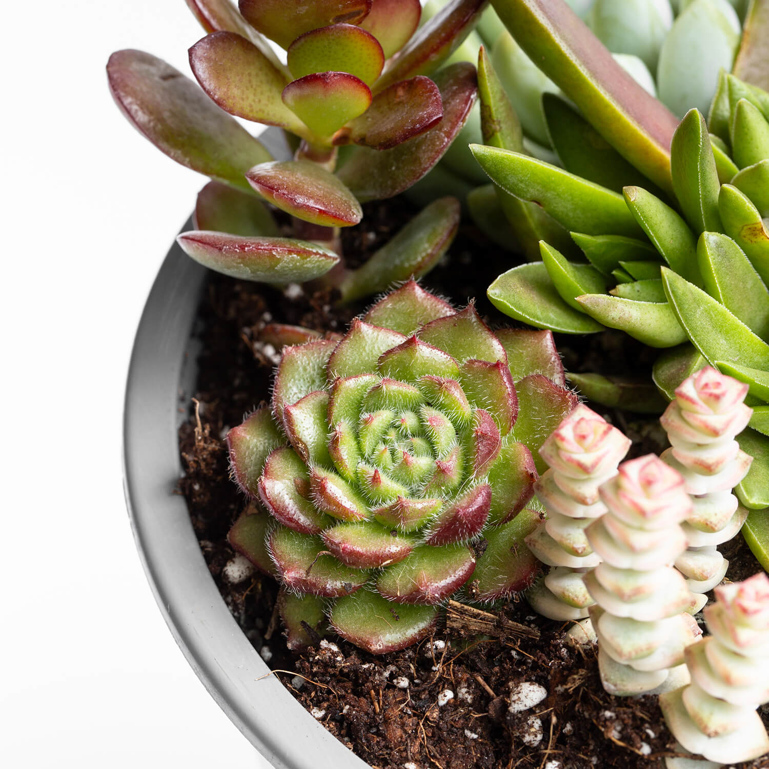 Mix de suculentas (Al azar)