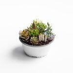 Mix de suculentas (Al azar)