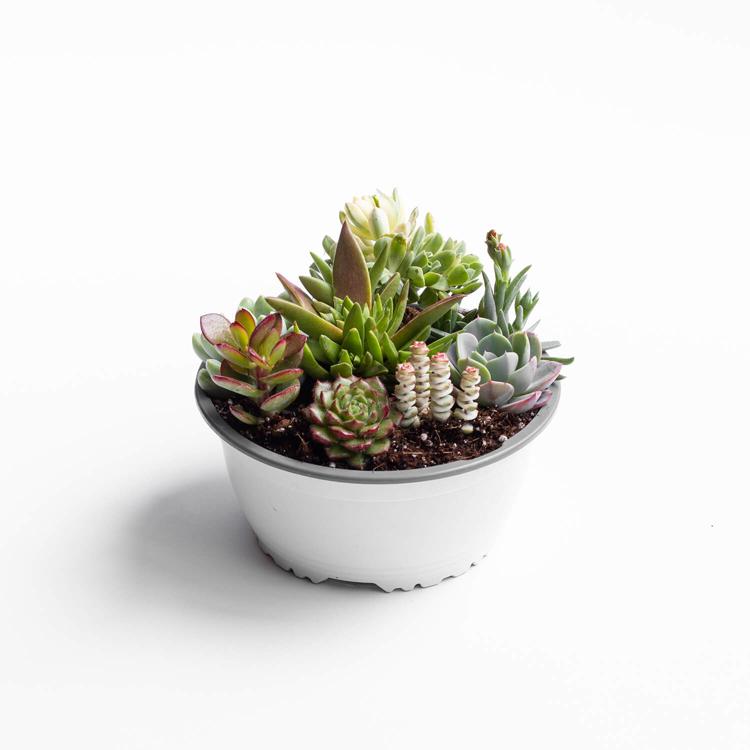 Mix de suculentas (Al azar)