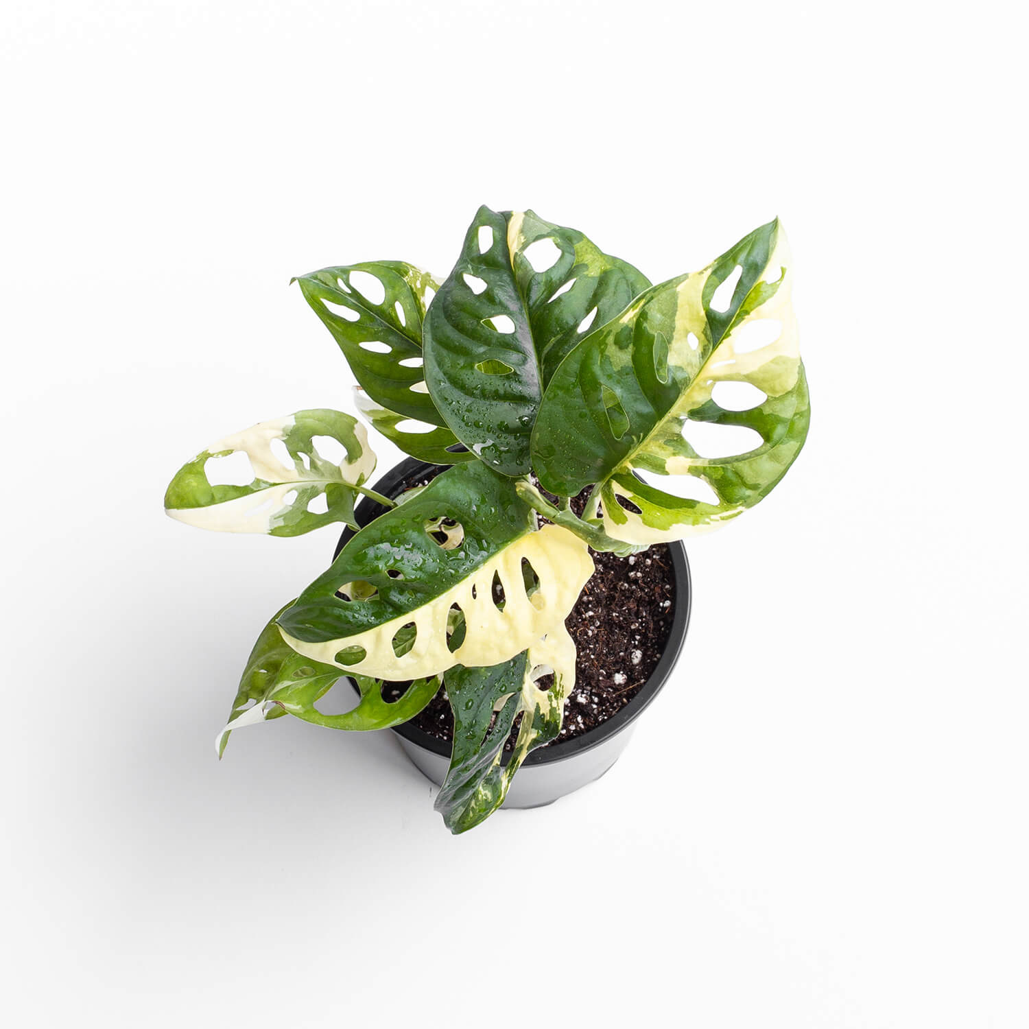 Monstera Adansonii Variegada