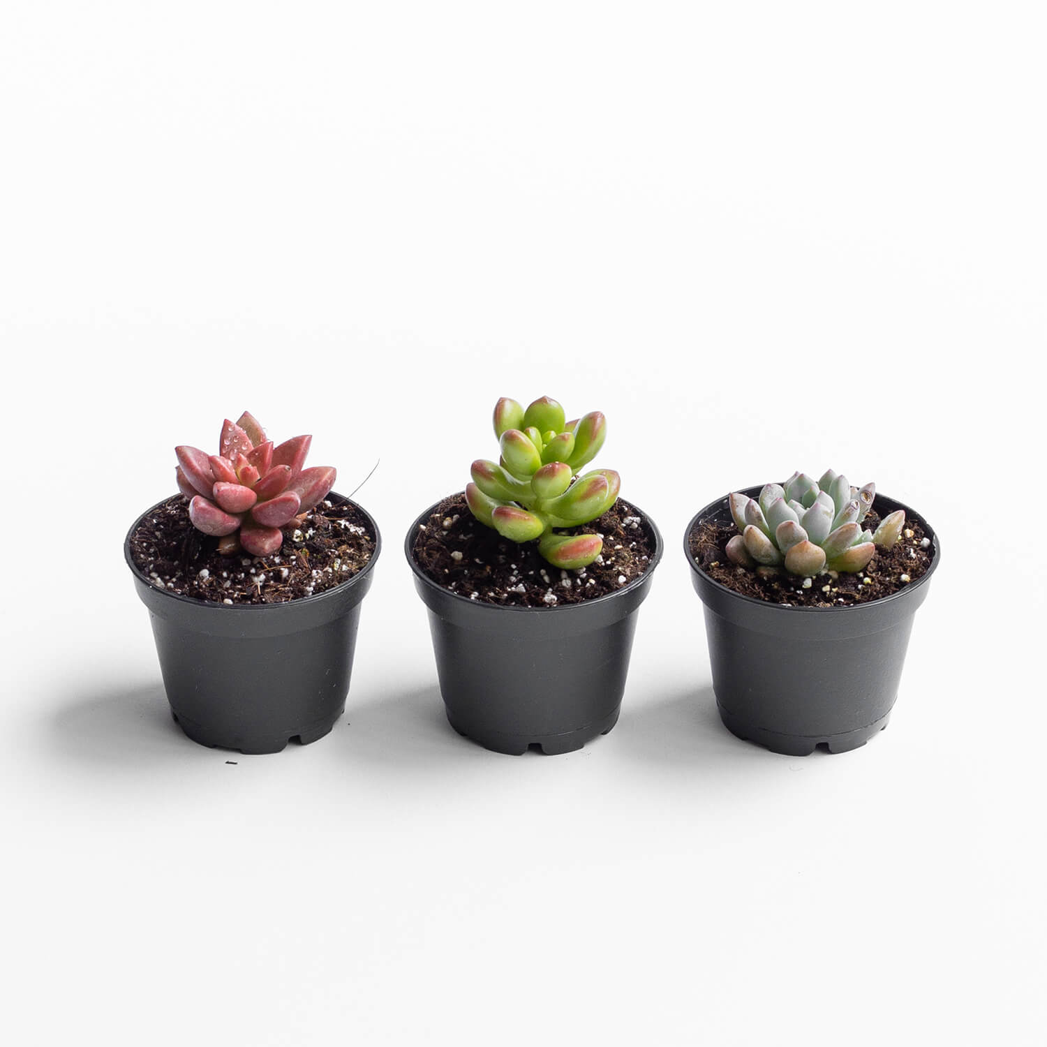 Mini Suculentas (Set de 3) (Al azar)