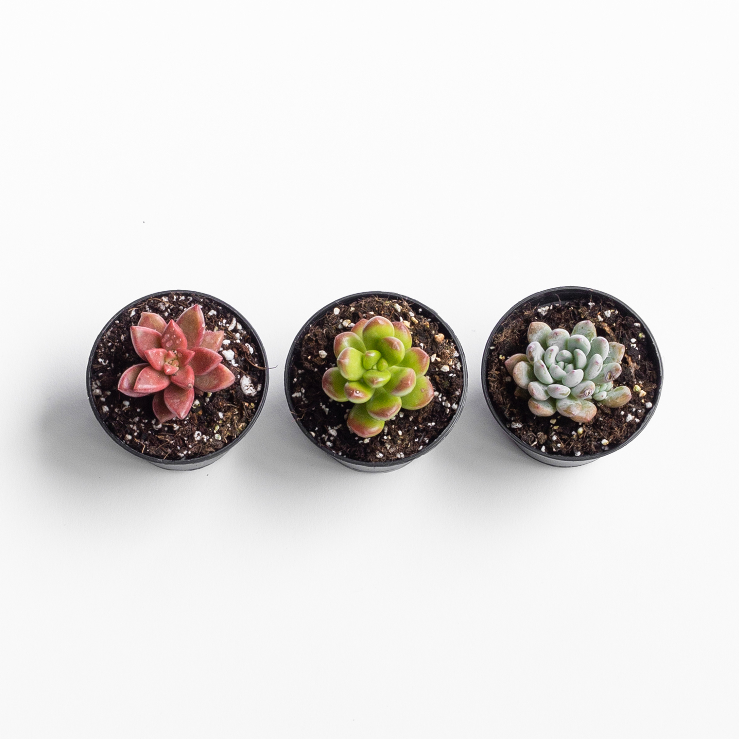 set-3-mini-suculentas-003