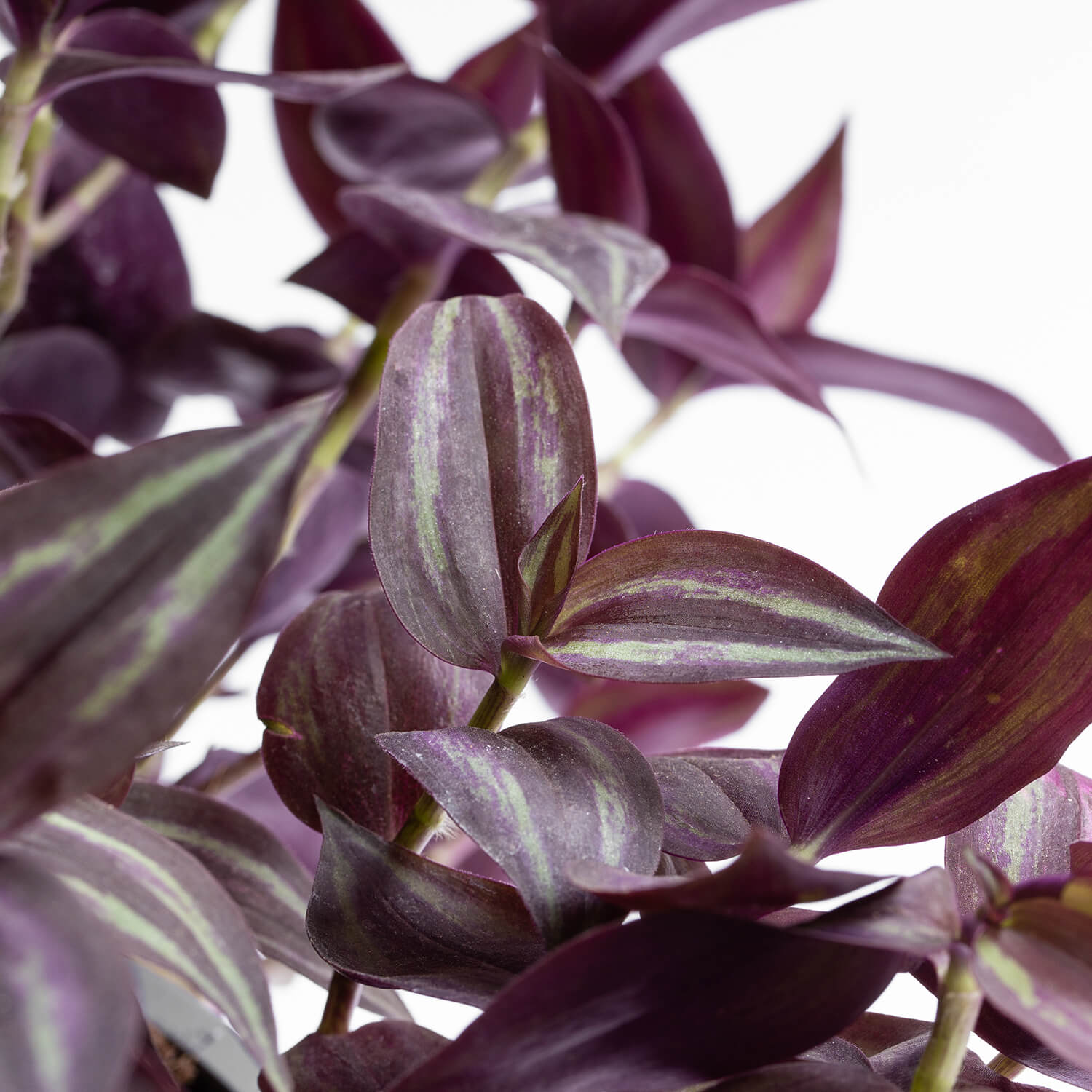 Tradescantia Zebrina Burgundy