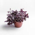 Tradescantia Zebrina Burgundy