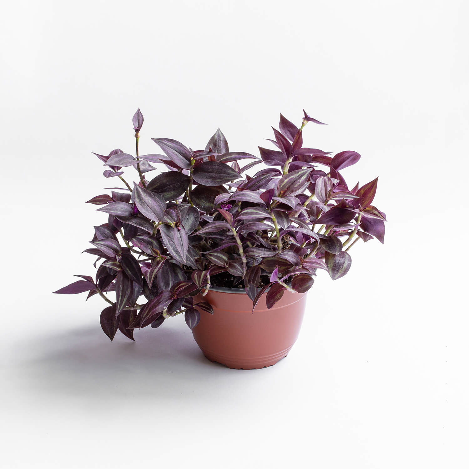 Tradescantia Zebrina Burgundy