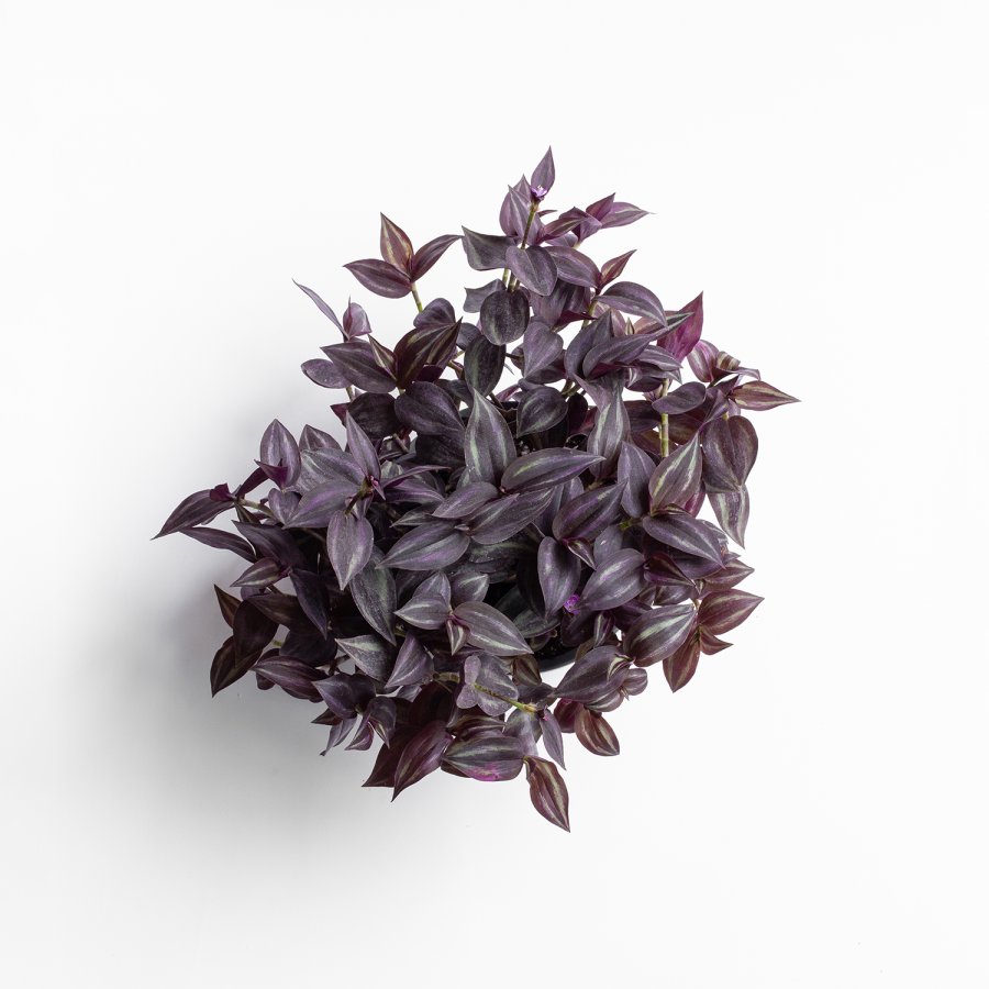 Tradescantia Zebrina Burgundy, vista desde arriba