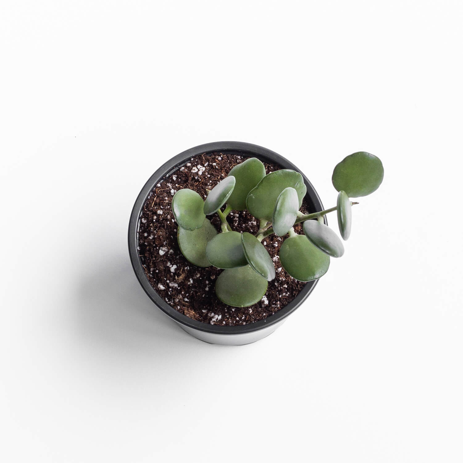 xerosicyos-danguyi-001