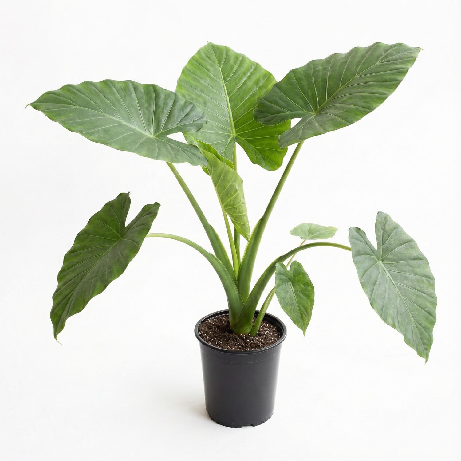 Alocasia Macrorrhiza – L (Manto de Eva)