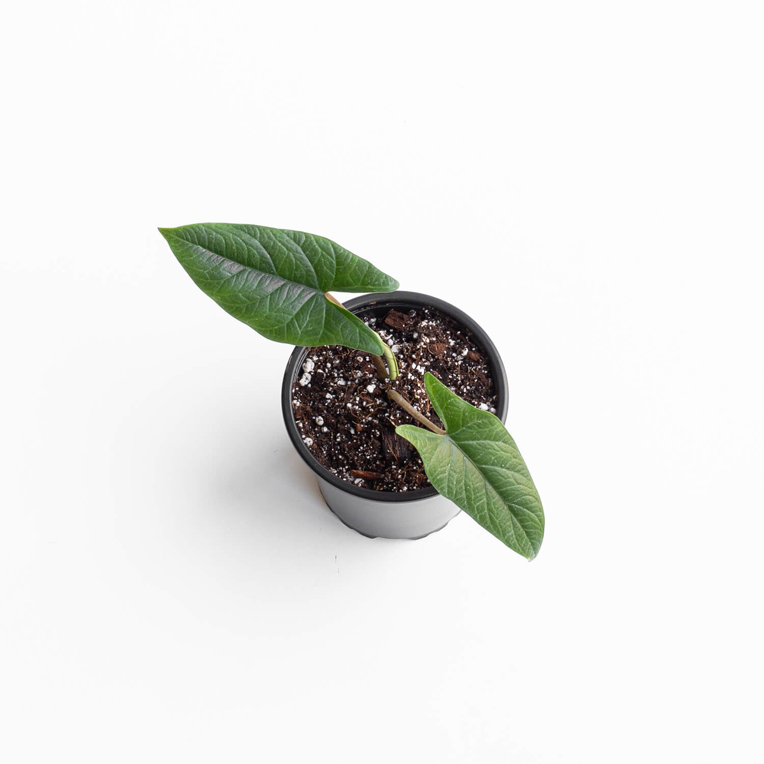 alocasia-scalprum-003