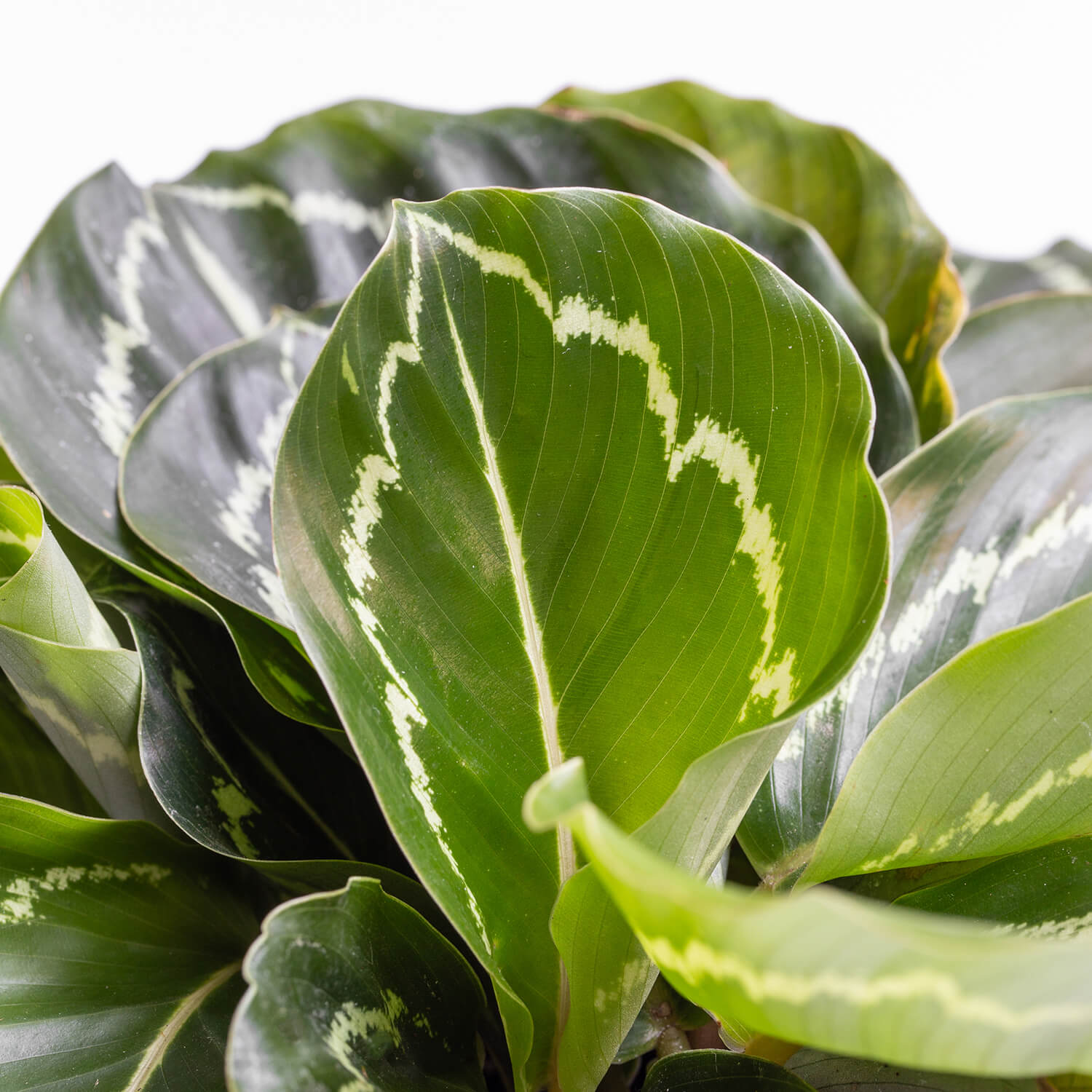 calathea-bicajoux-003