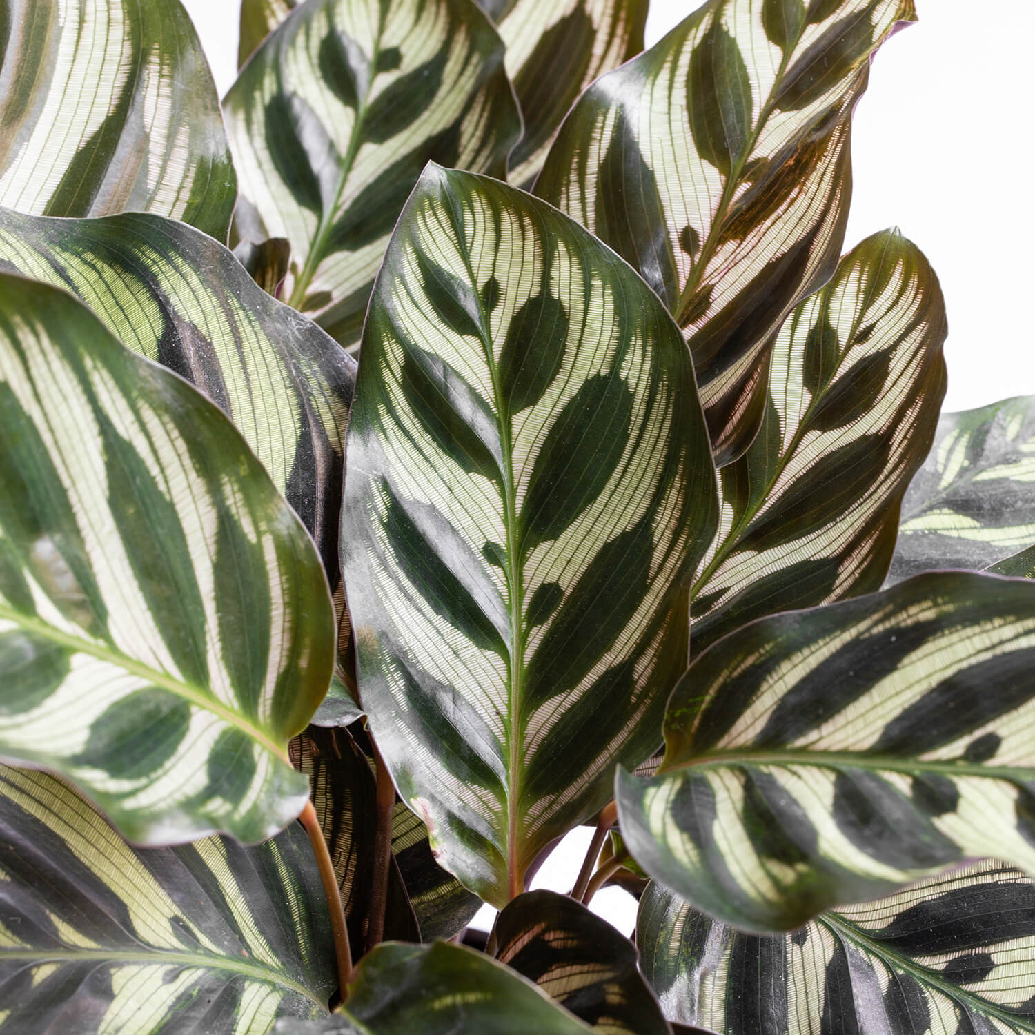 calathea-makoyana-l-001