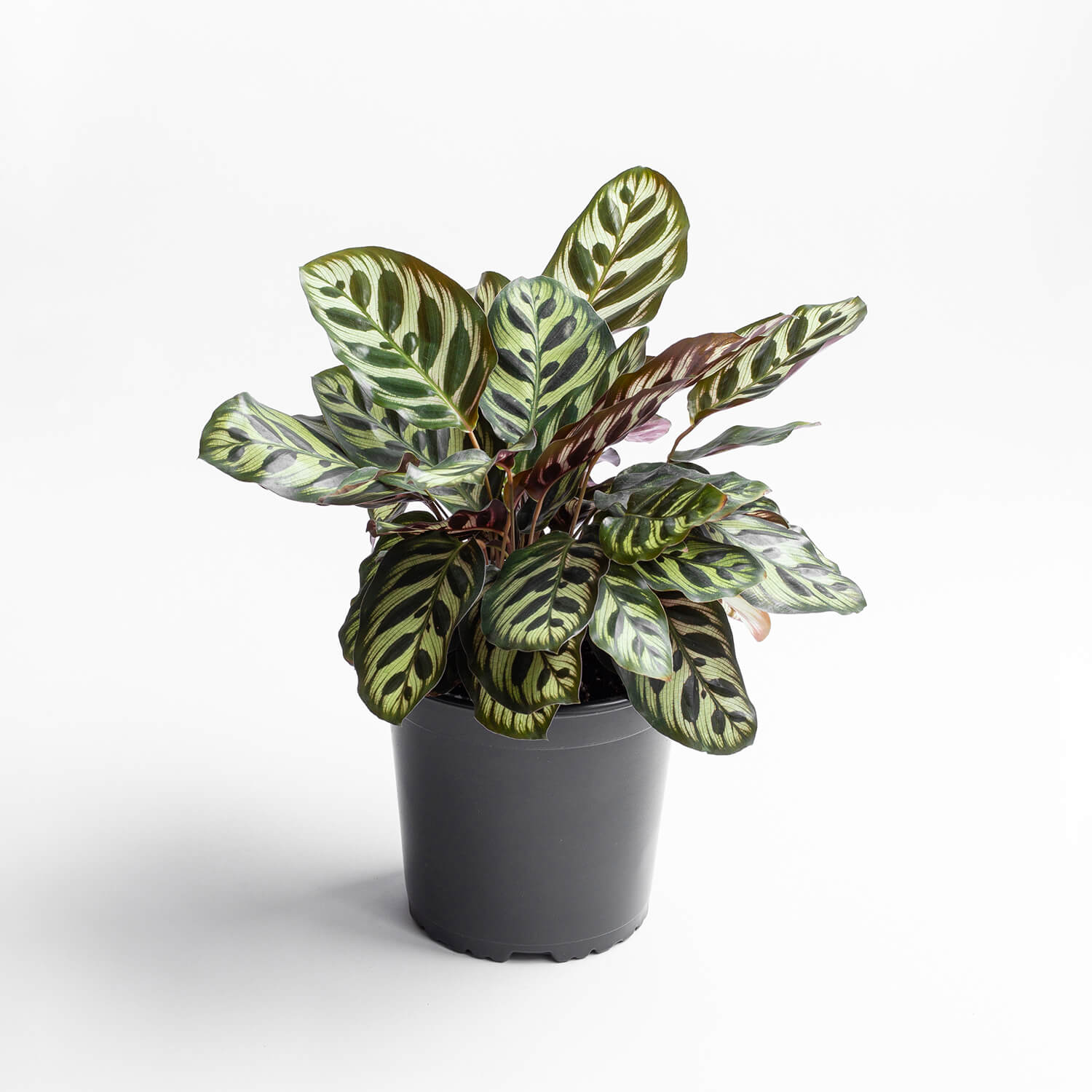 Calathea Makoyana – L