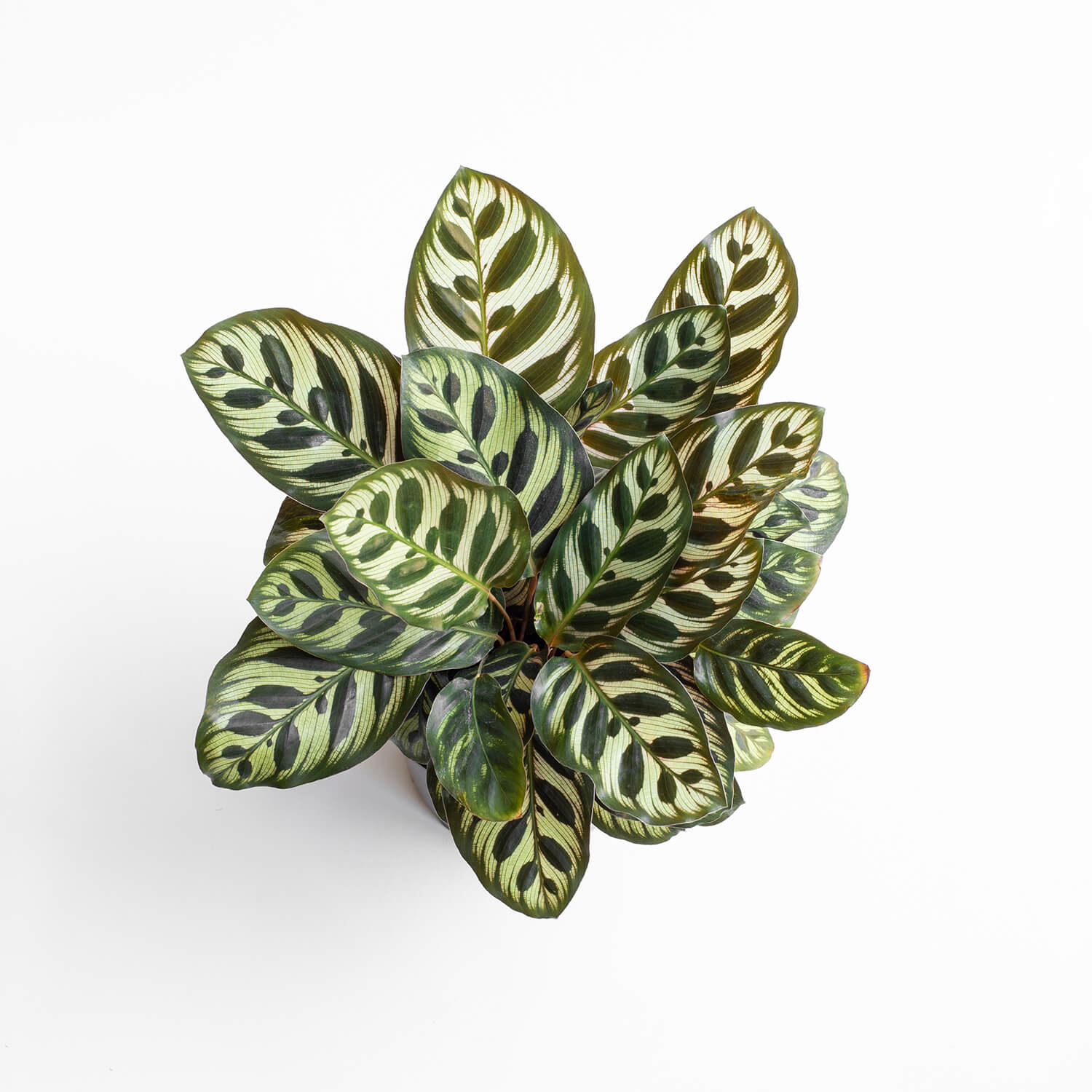 Calathea Makoyana – L