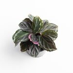 Calathea Medallion