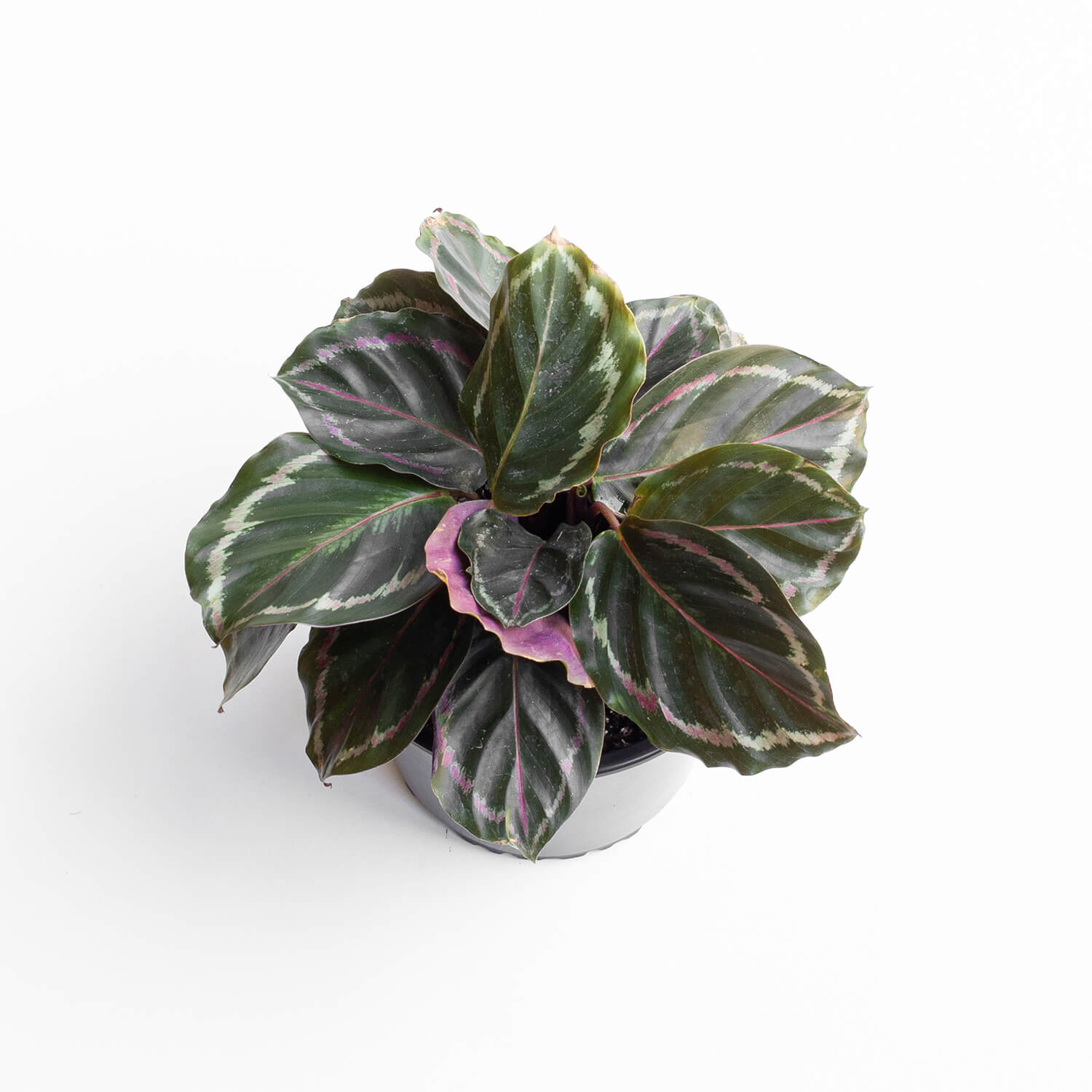 Calathea Medallion