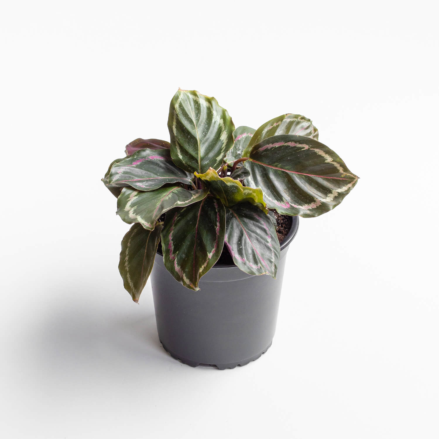 Calathea Medallion