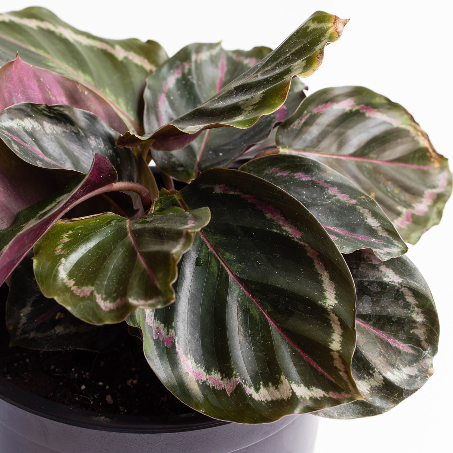 calathea-medallion-003