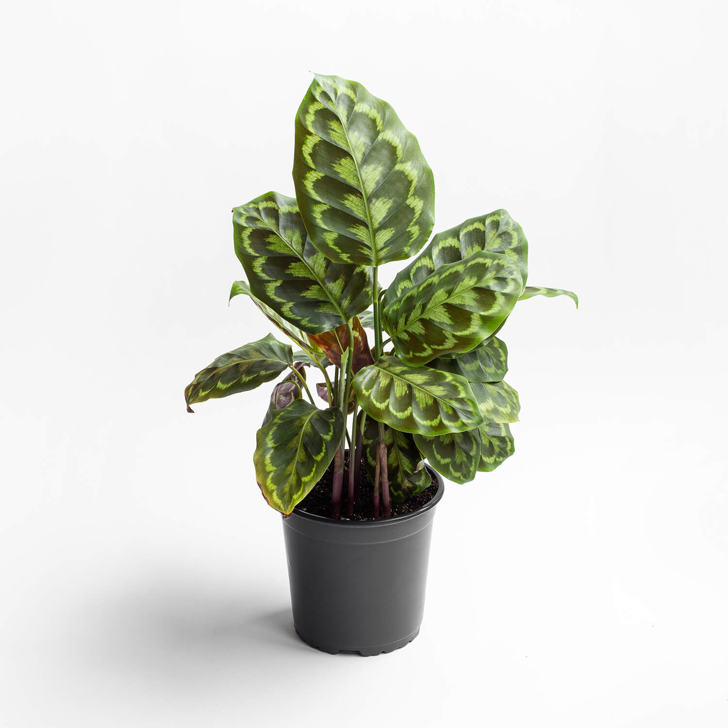Calathea Veitchiana