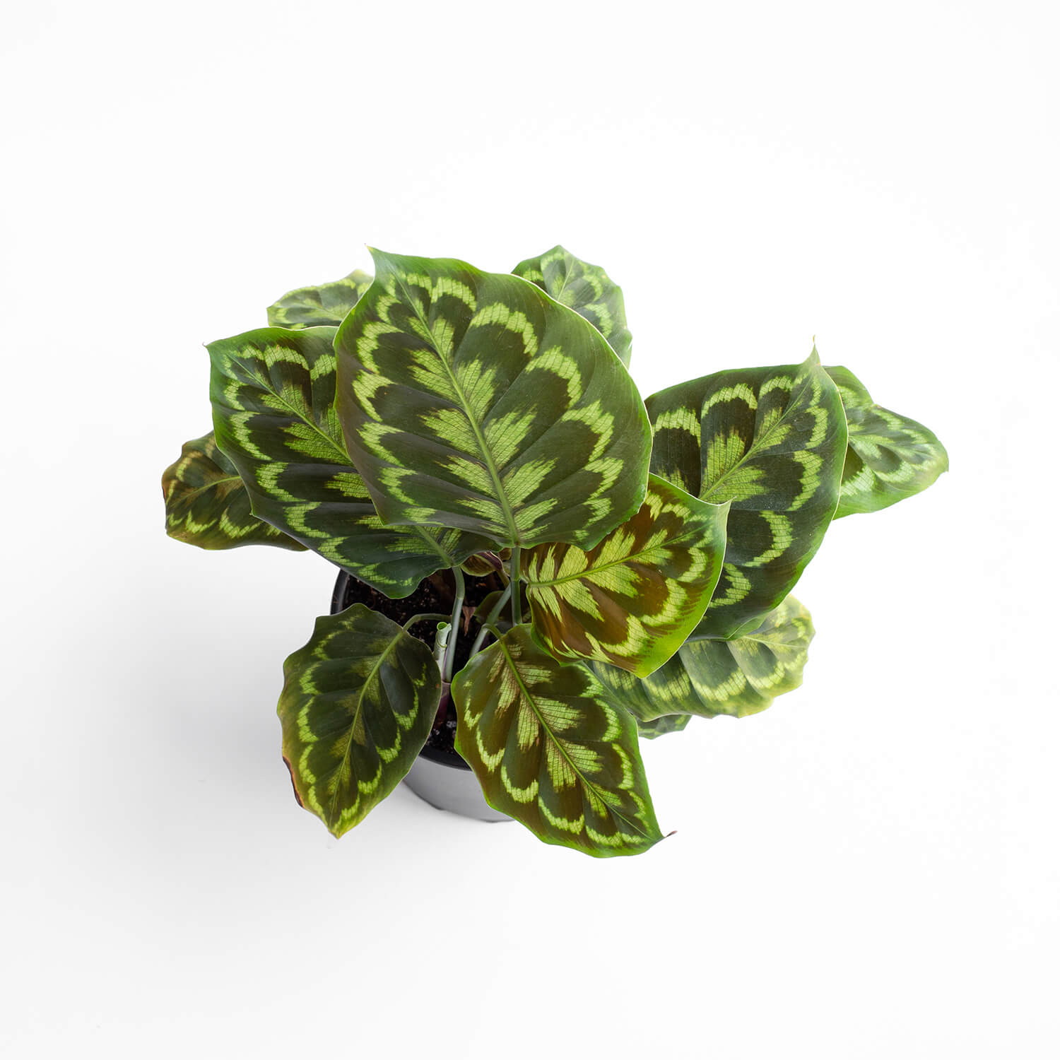 calathea-veitchiana-002