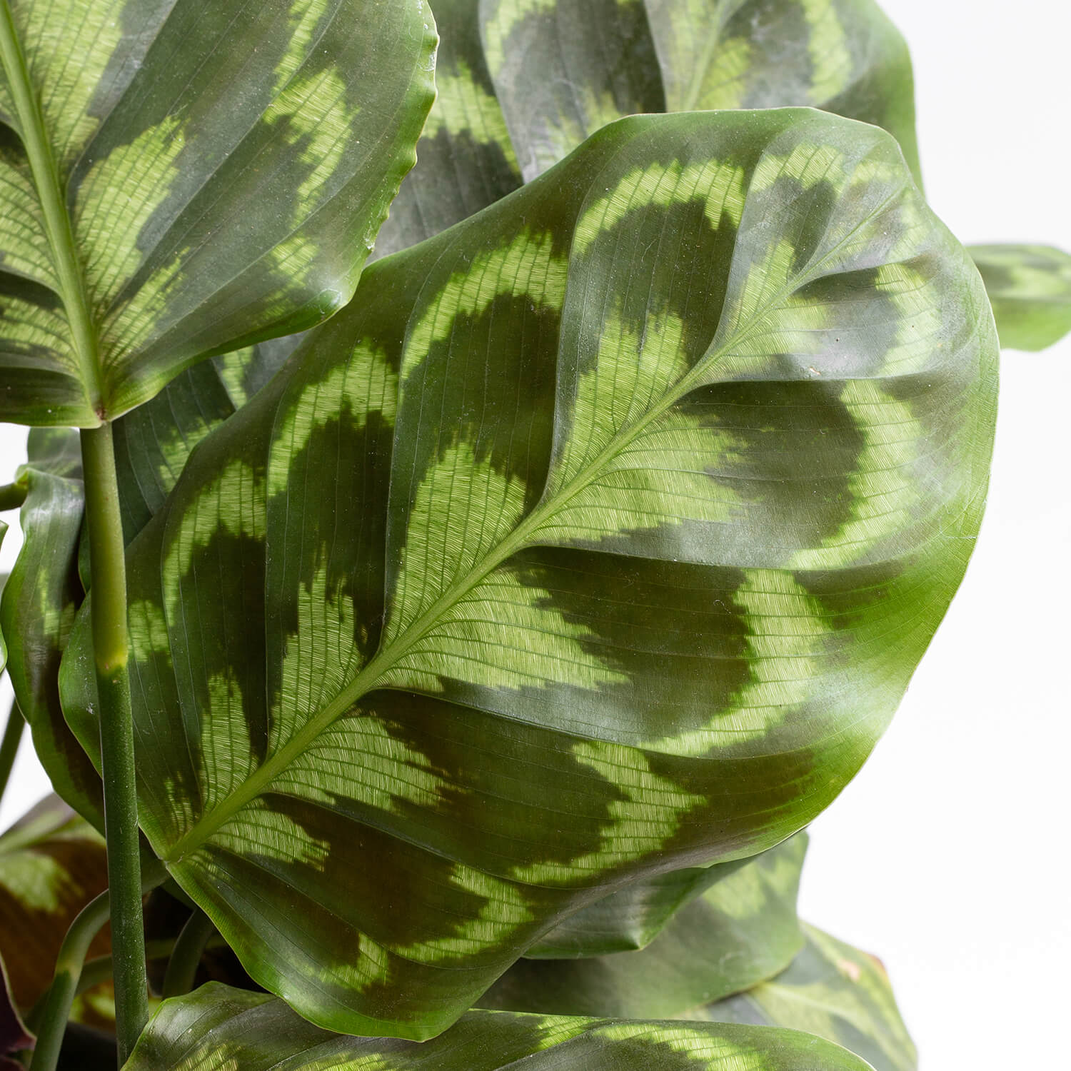 Calathea Veitchiana