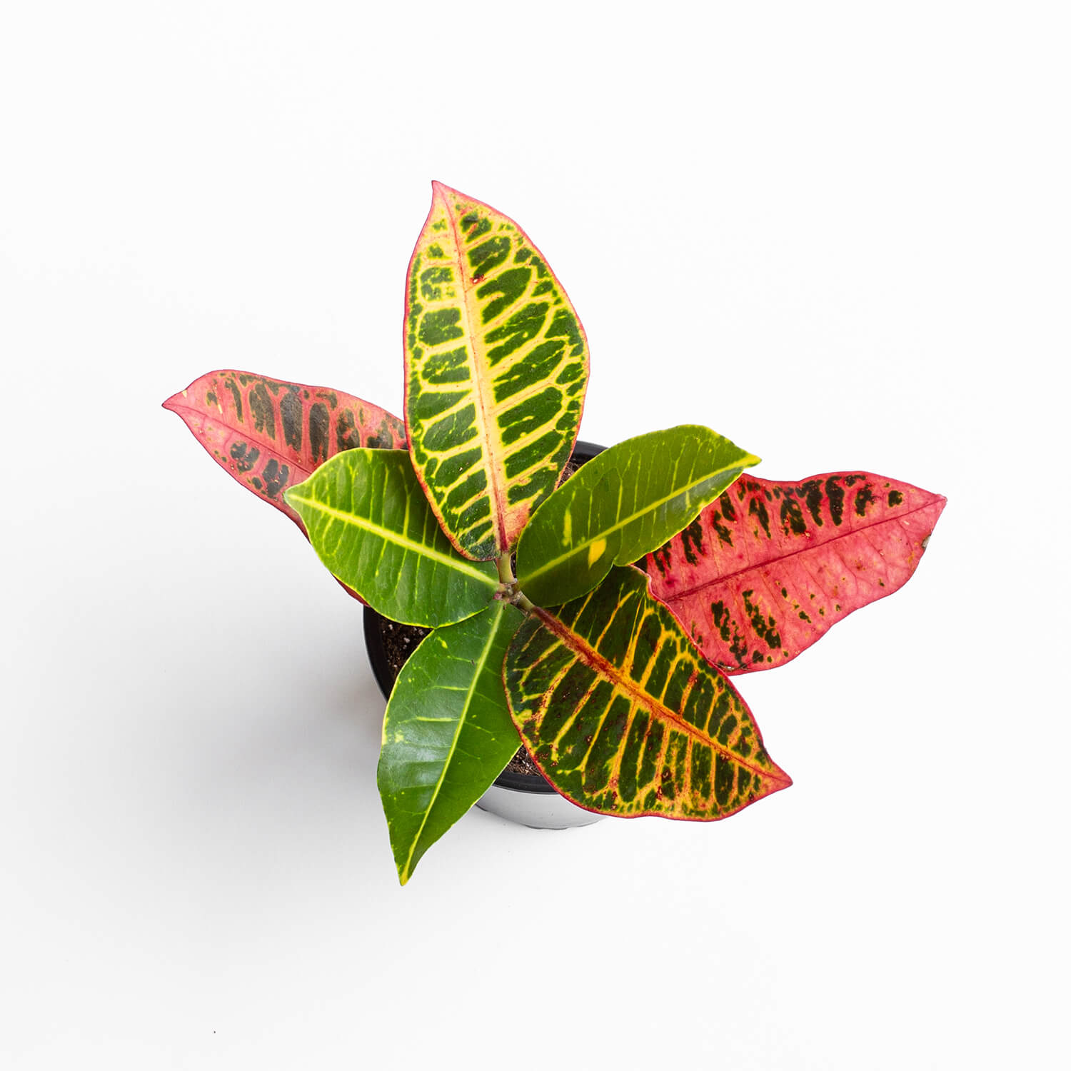 croton-002