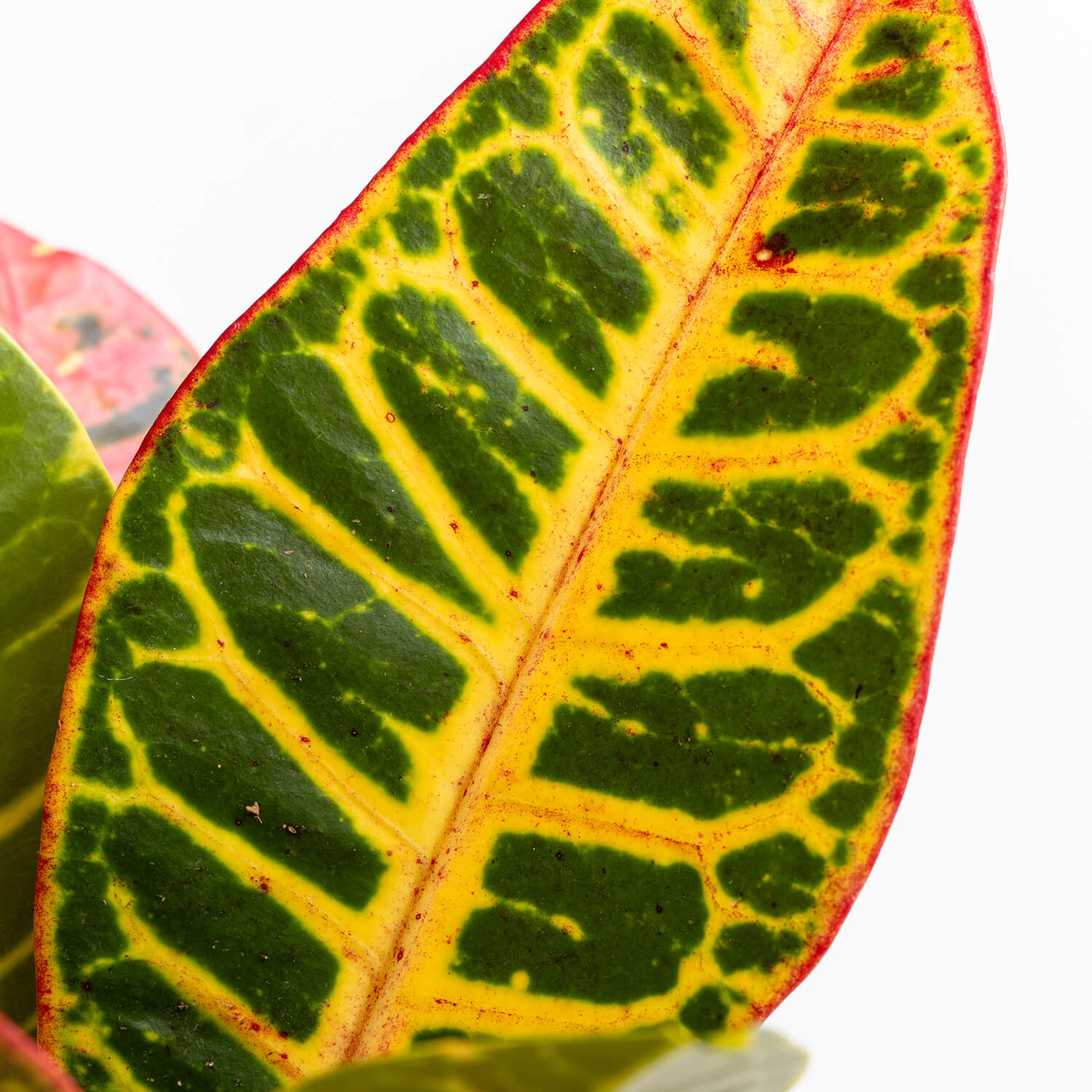 Croton