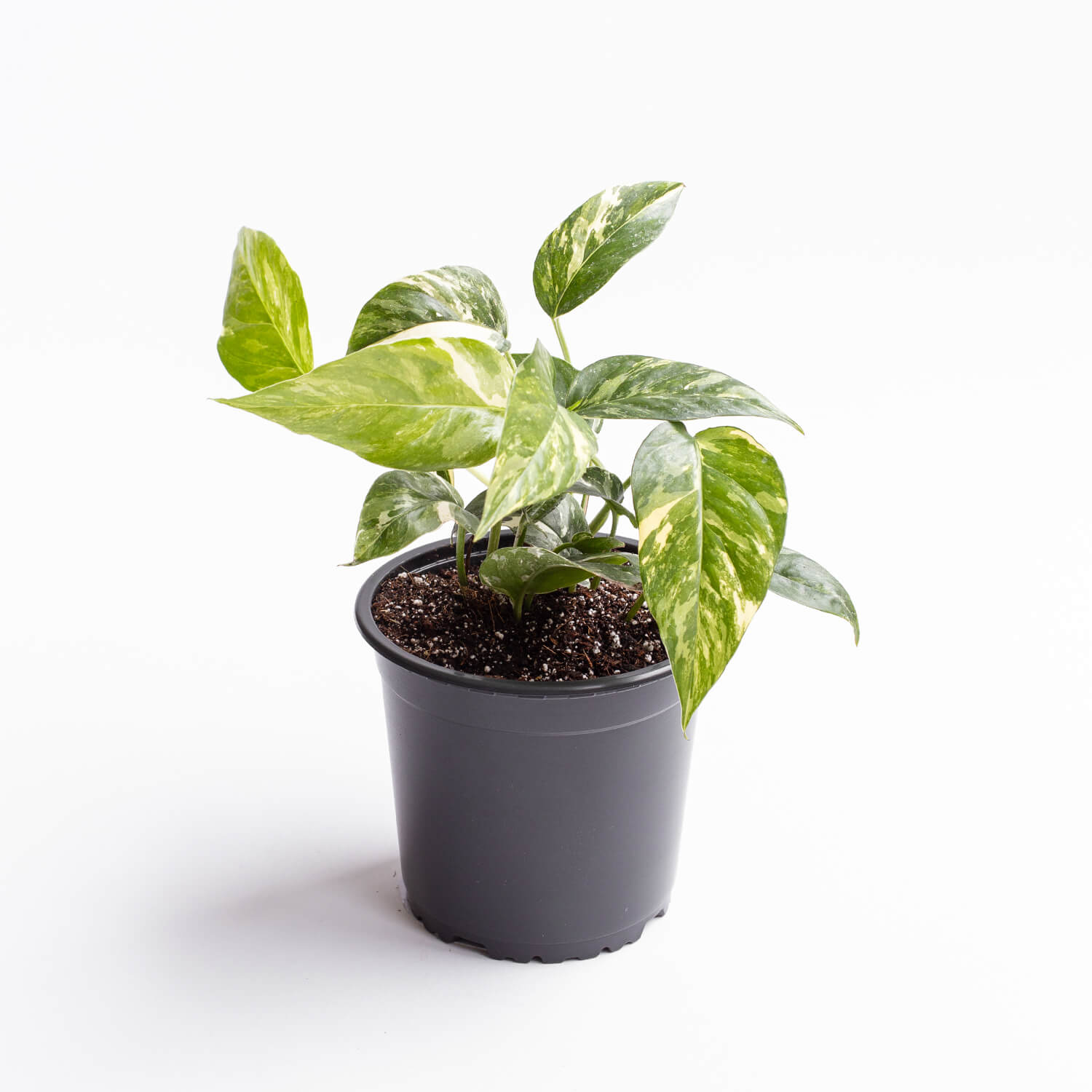 epipremnum-pinnatum-variegado-001