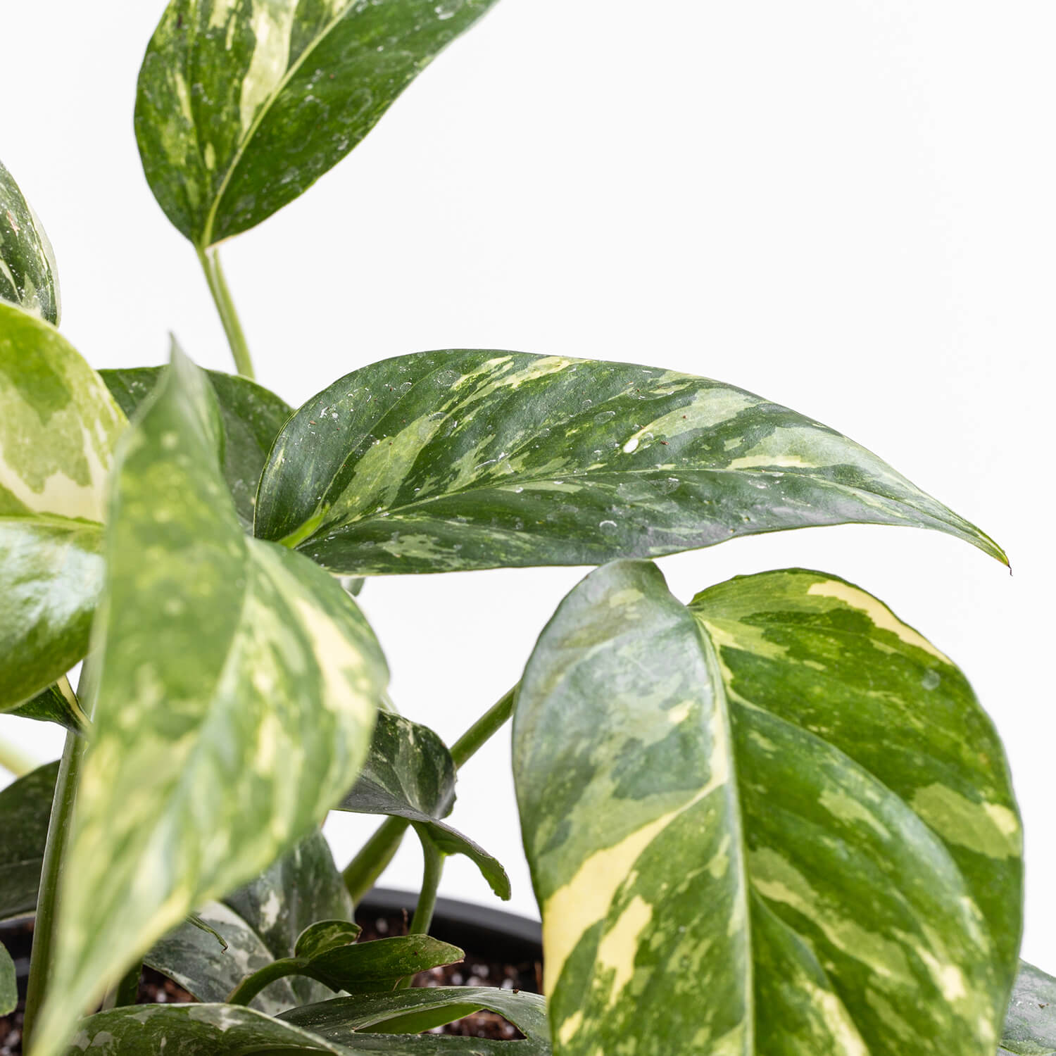 Epipremnum Pinnatum Variegado