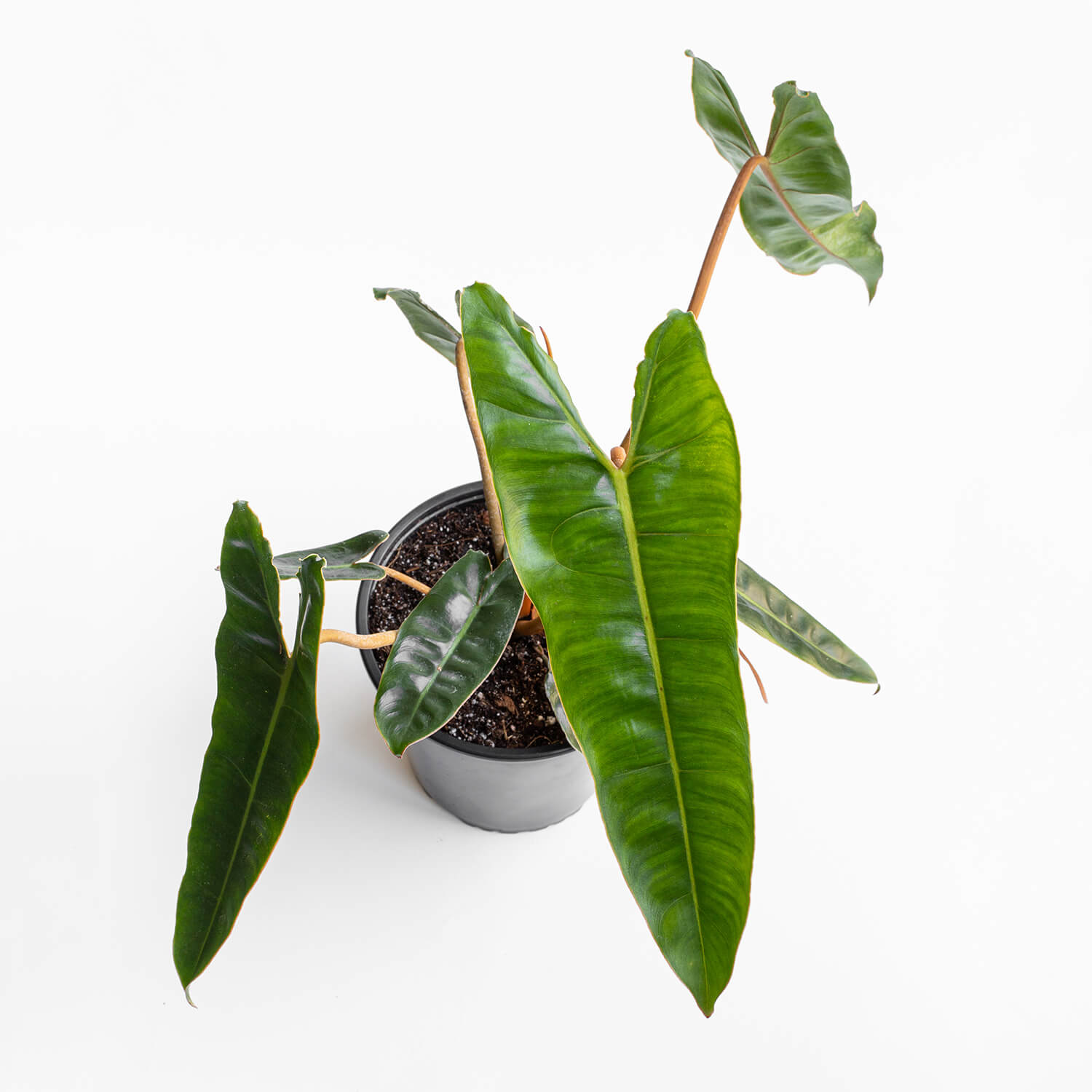 filodendro-billietiae-l-0001