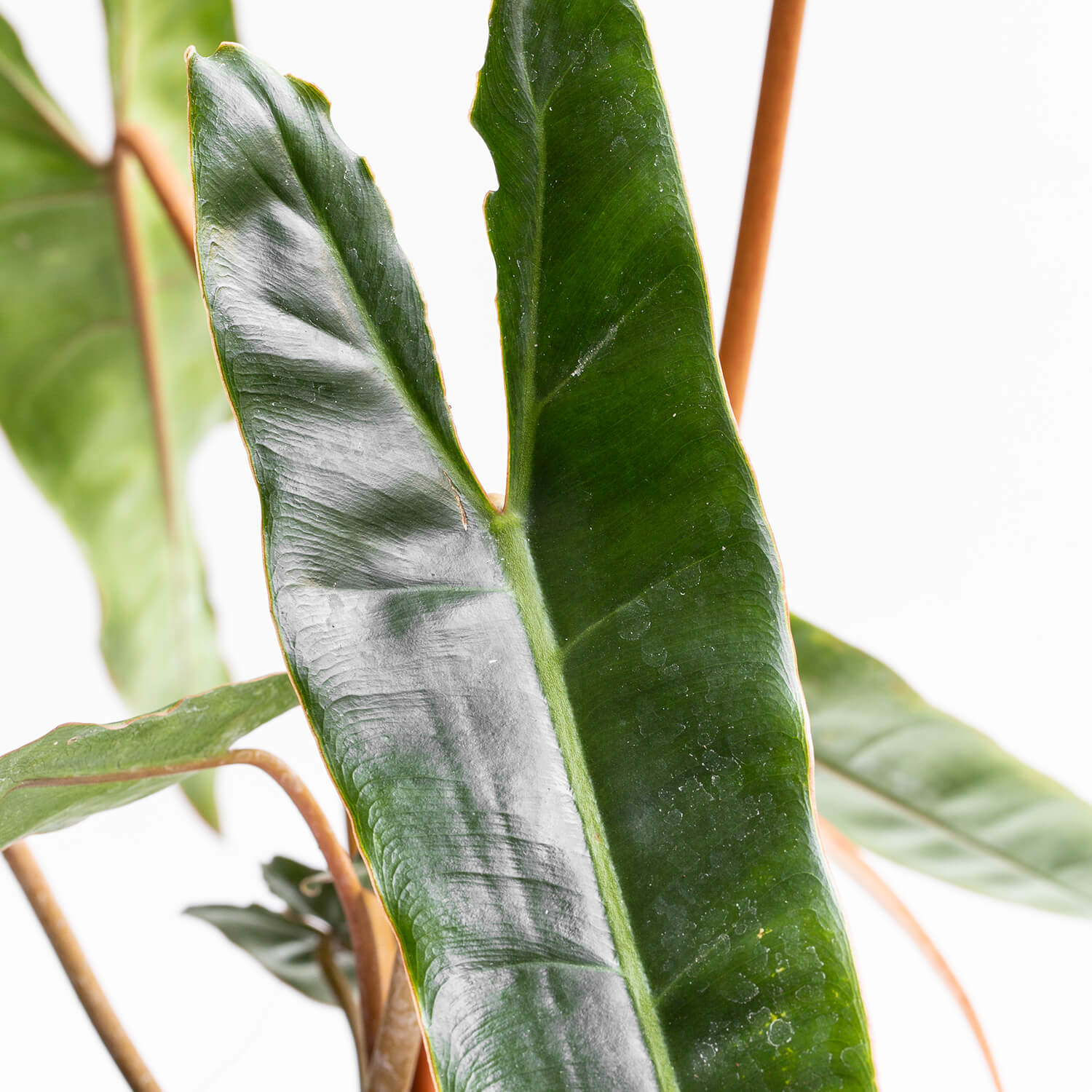 Filodendro Billietiae – L