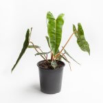 Filodendro Billietiae – L