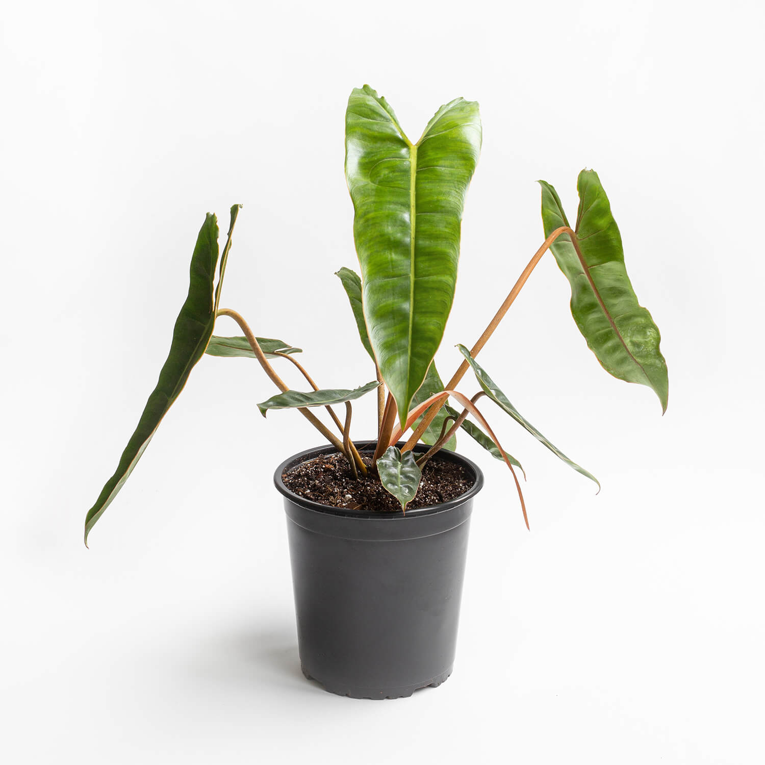 Filodendro Billietiae – L