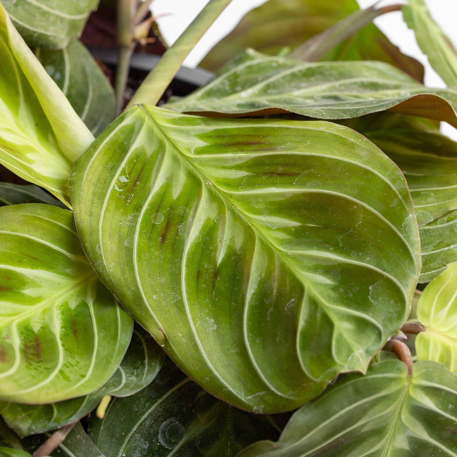 Maranta Cat Moustache