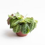 Maranta Cat Moustache