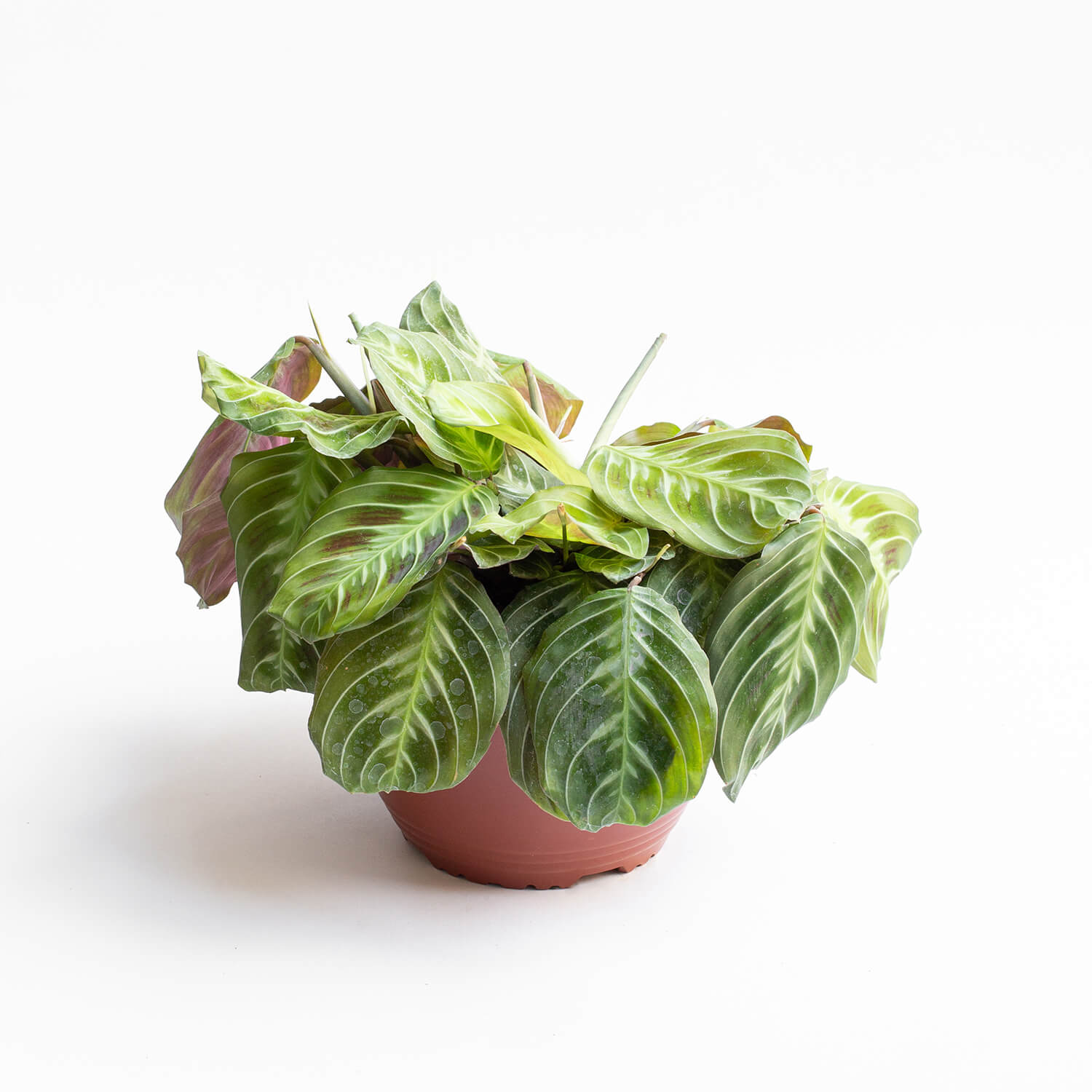 Maranta Cat Moustache