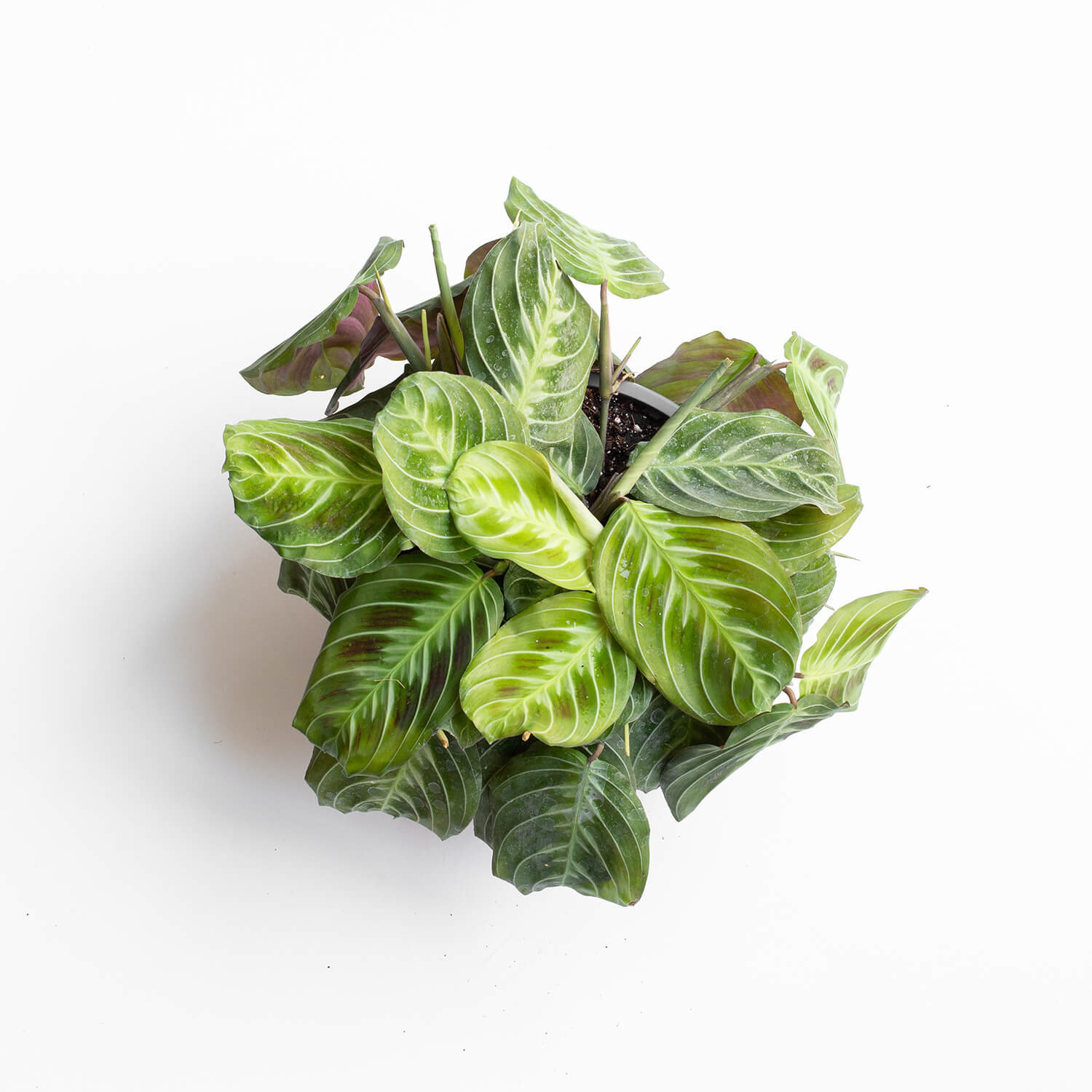 maranta-cat-moustache-003