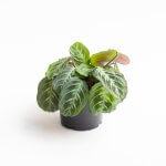 Maranta Cat Moustache – S