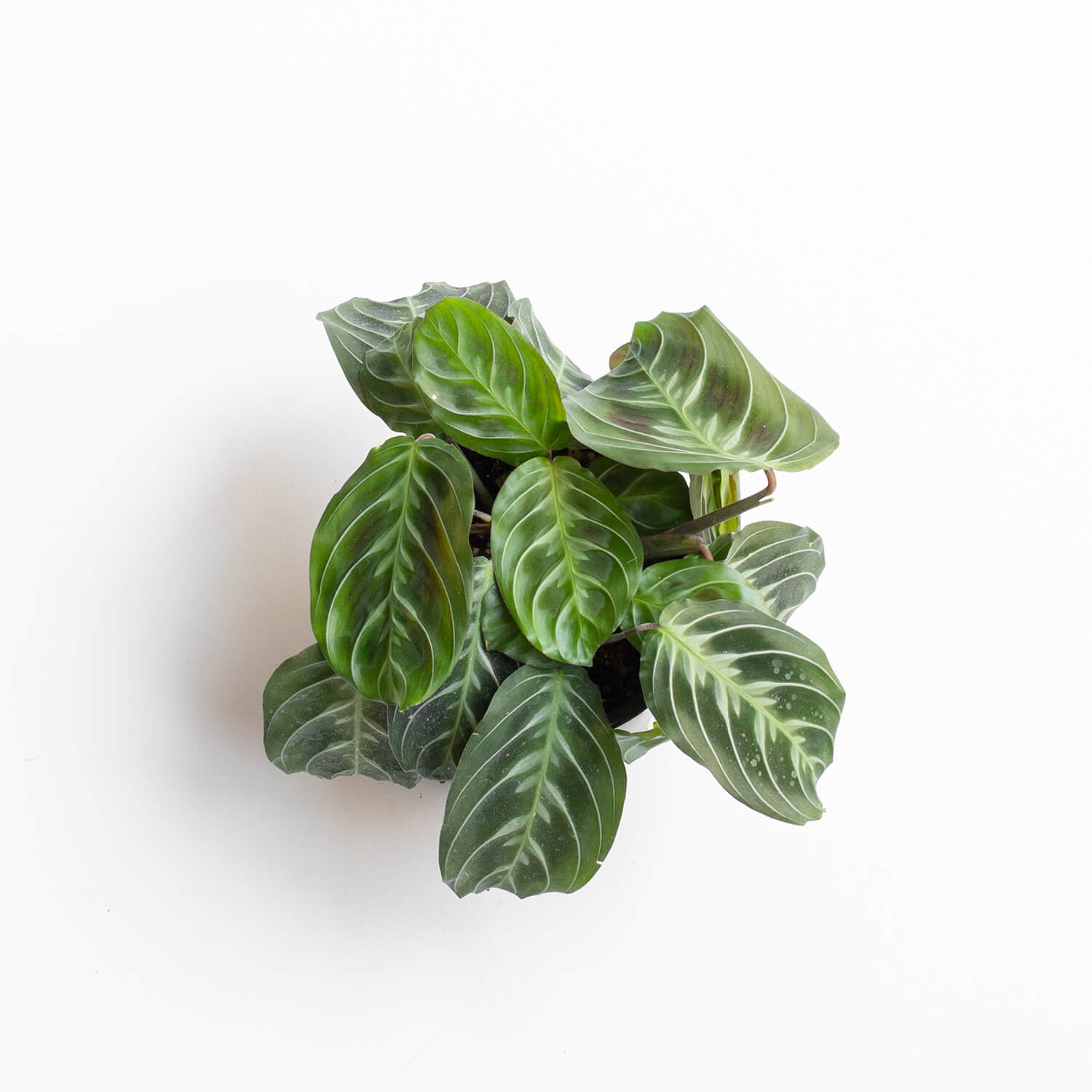 maranta-cat-moustache-s-003