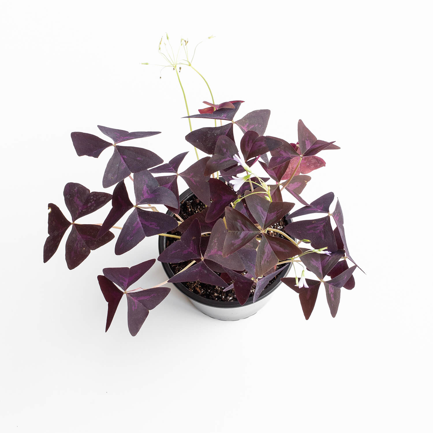 oxalis-triangularis-m-001
