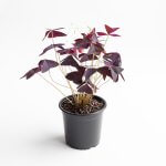 Oxalis Triangularis – M