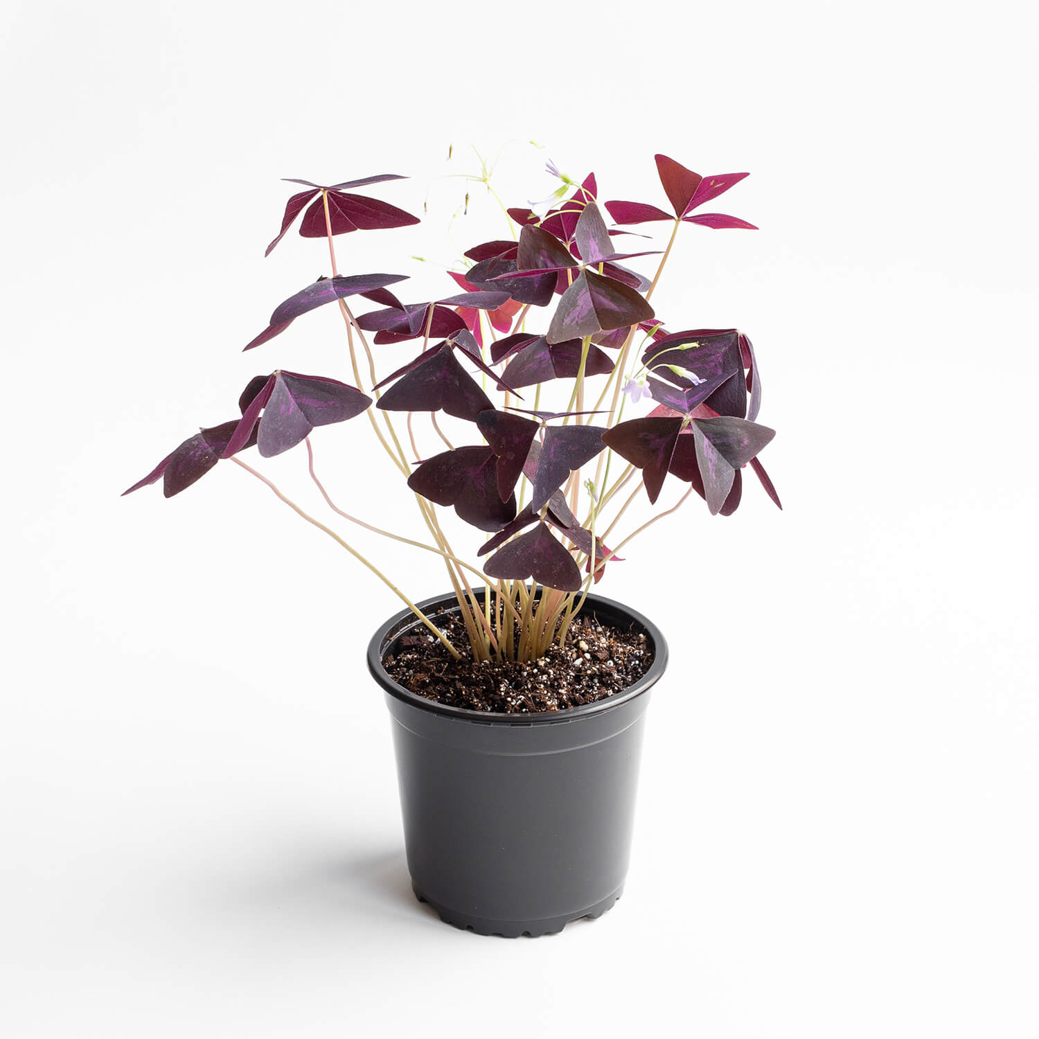 Oxalis Triangularis – M