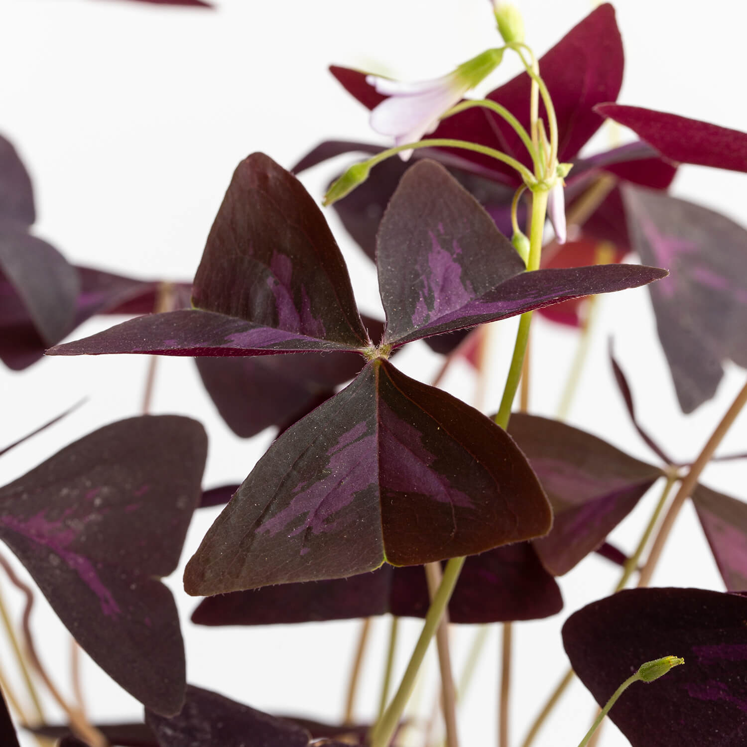 Oxalis Triangularis – M