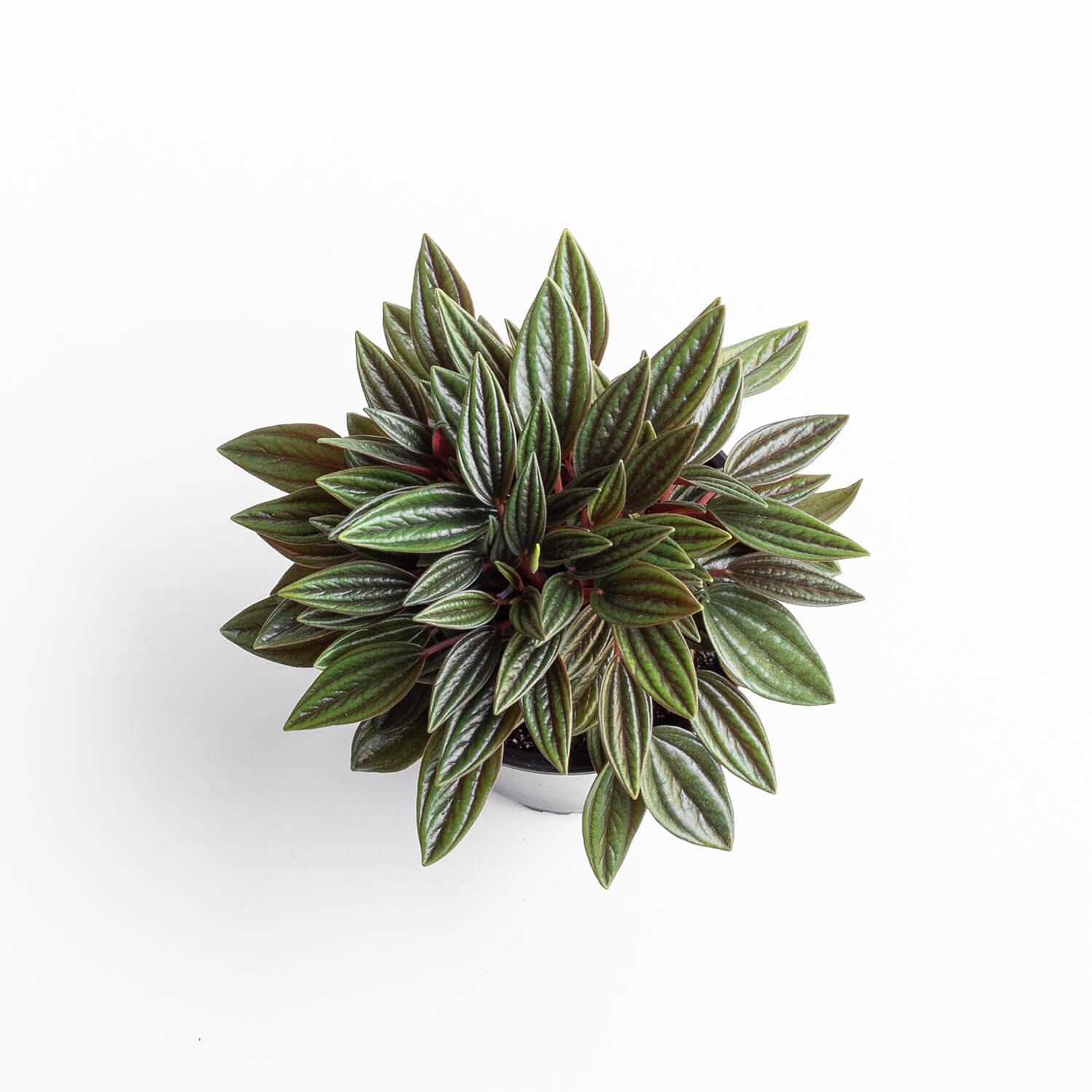 Peperomia Caperata Rosso