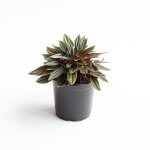 Peperomia Caperata Rosso