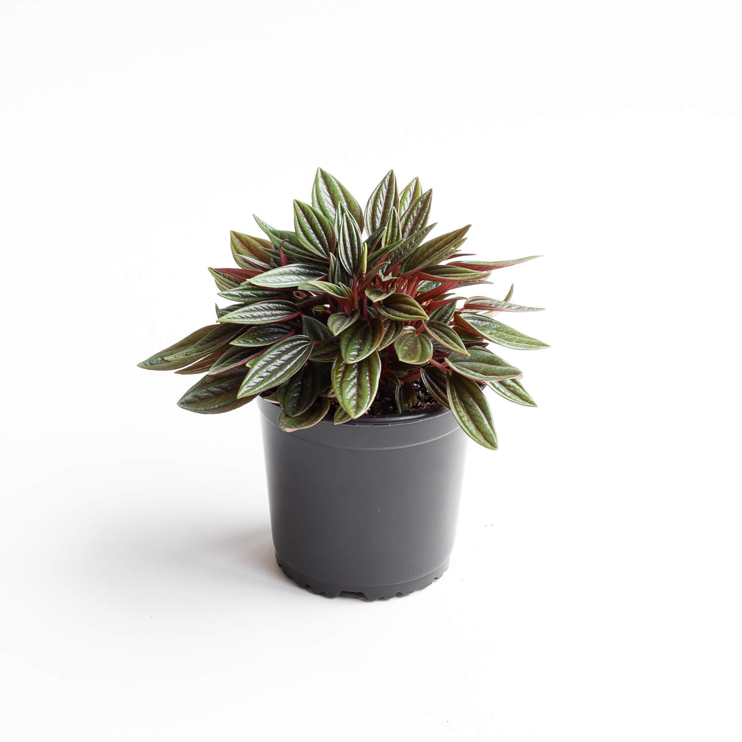 Peperomia Caperata Rosso