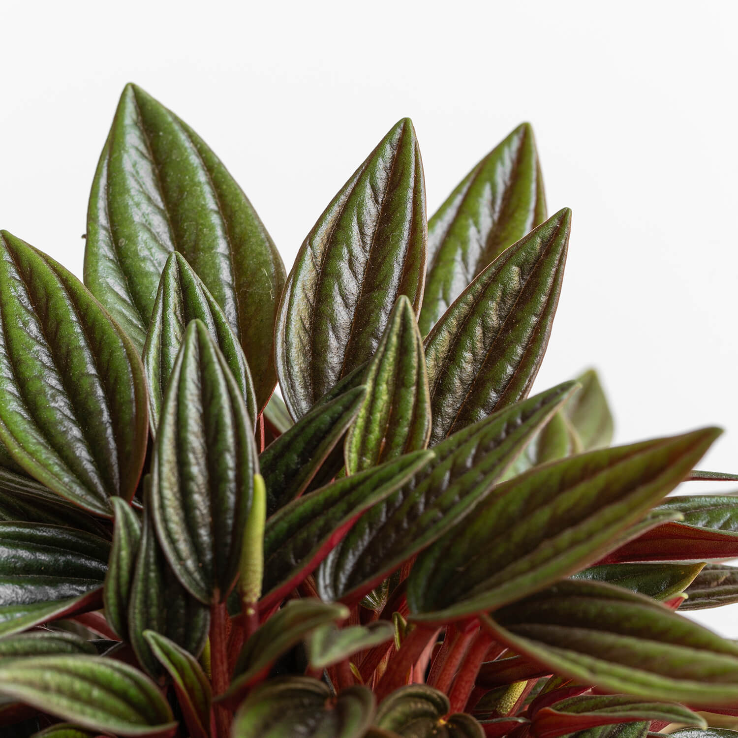 peperomia-caperata-rosso-003