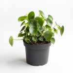Peperomia Polybotrya – L