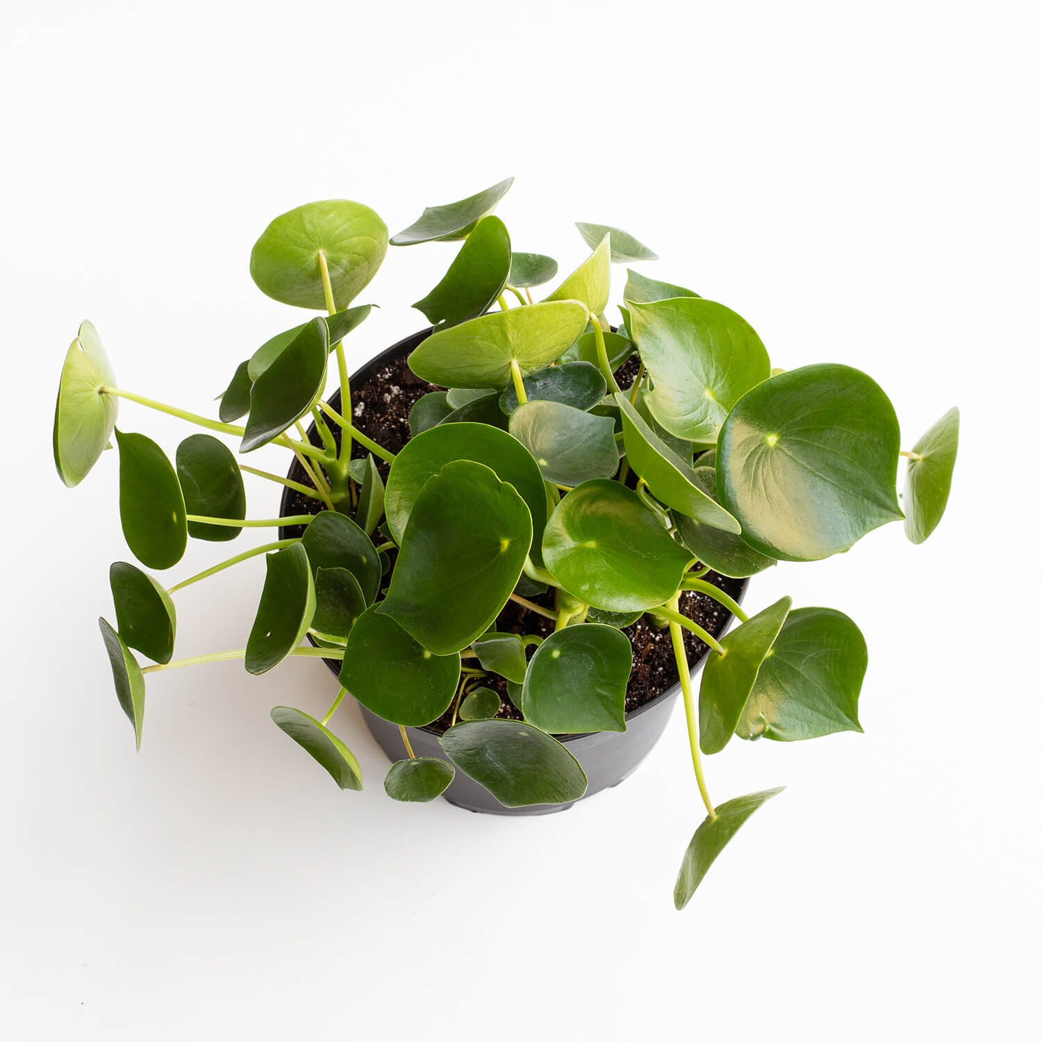 peperomia-polybotrya-l-002