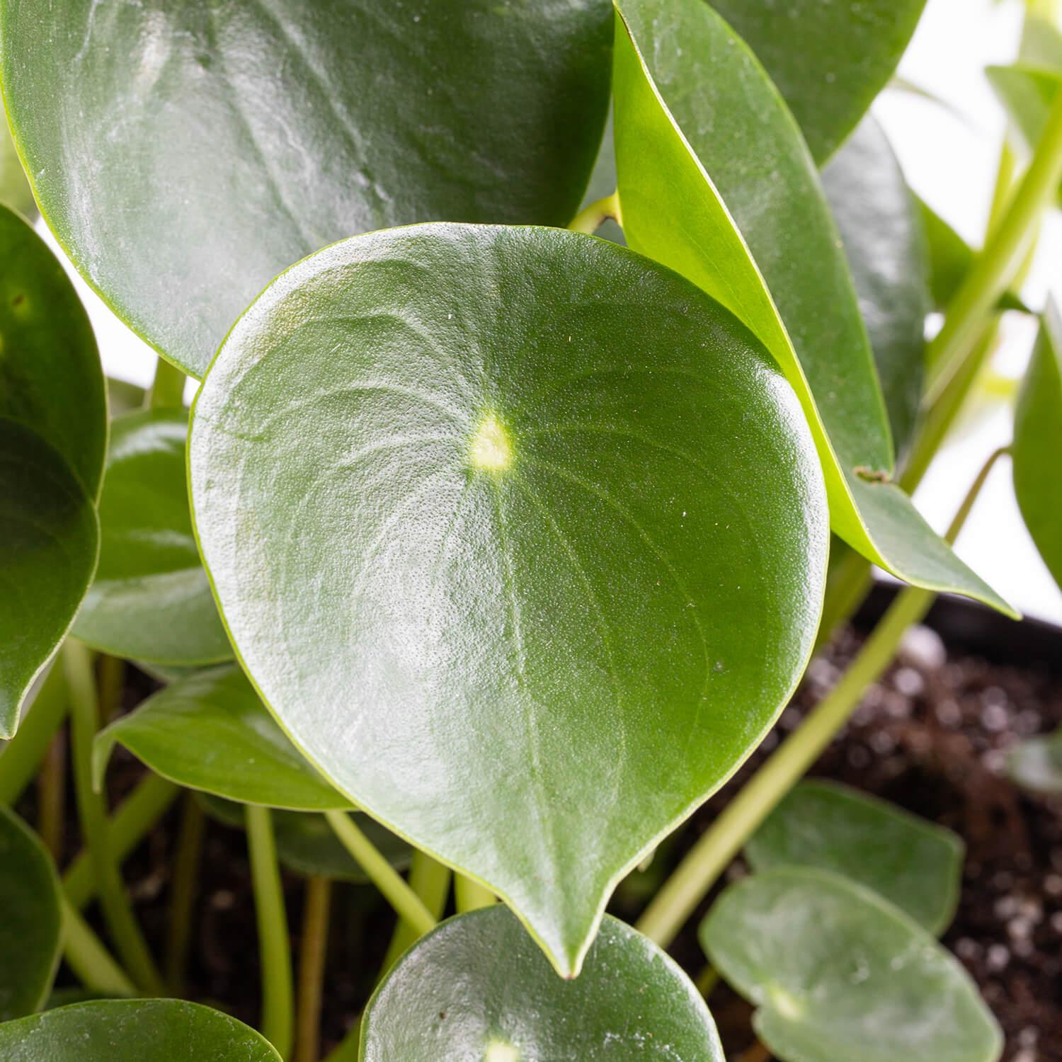Peperomia Polybotrya – L